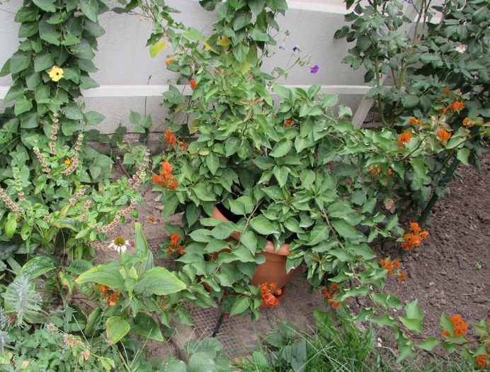bouganvillea