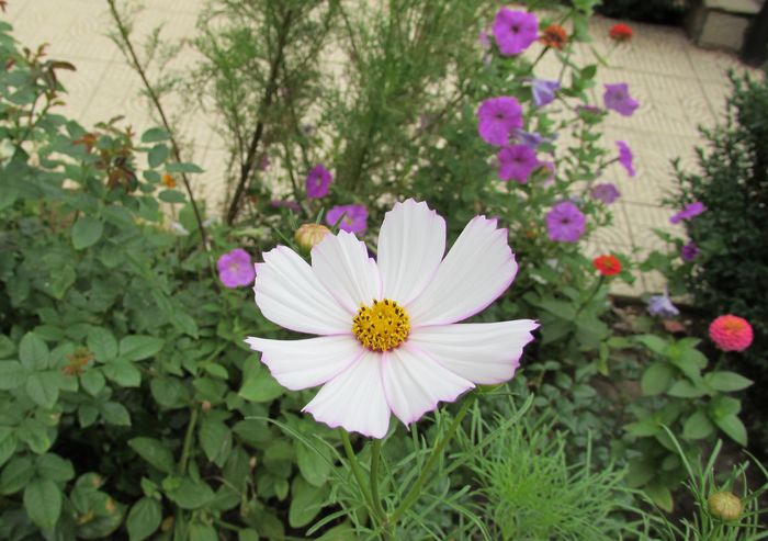 cosmos