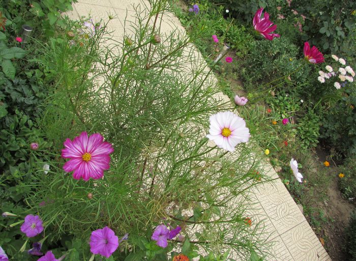 cosmos