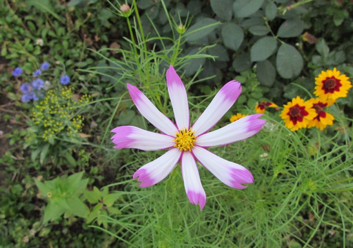 cosmos