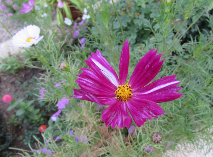 31 aug, cosmos