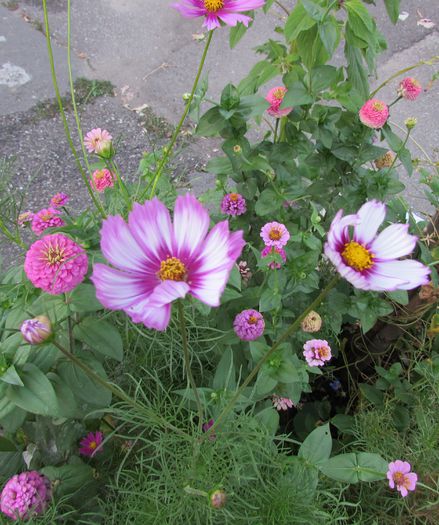 cosmos - 2015 plantele mele - III