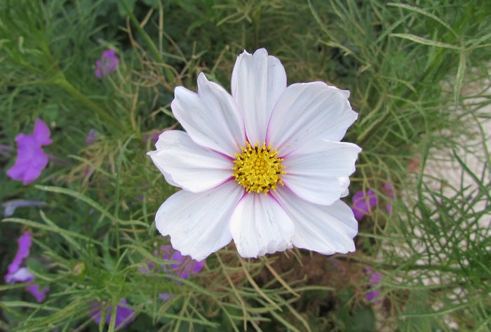 cosmos
