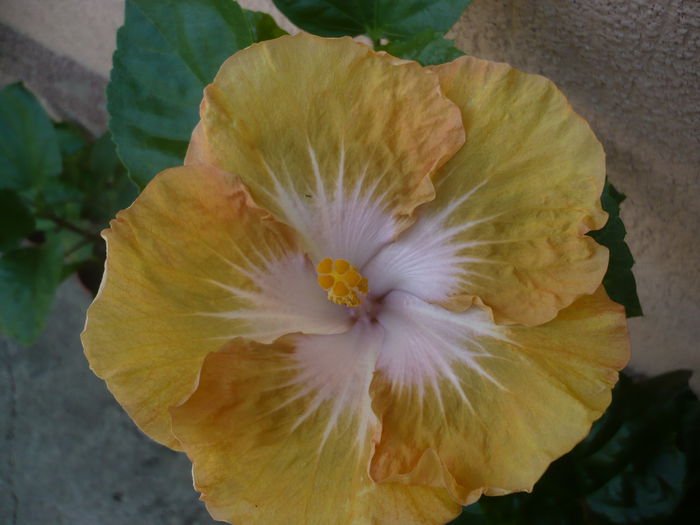 P1230851