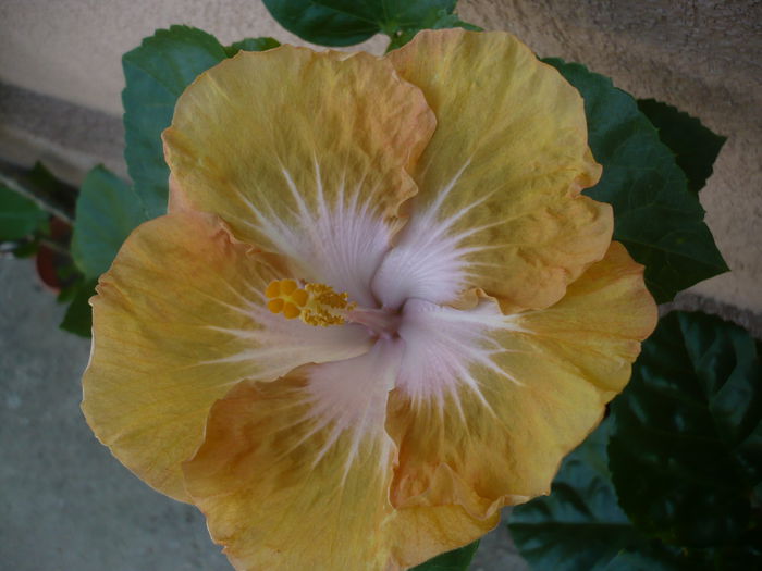 Tahitian Zodiac Gemini