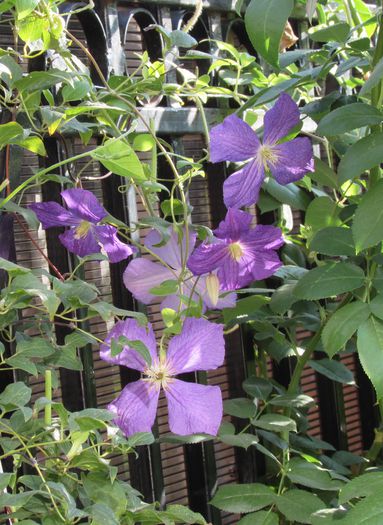 1 sept, clematita vecinului :))