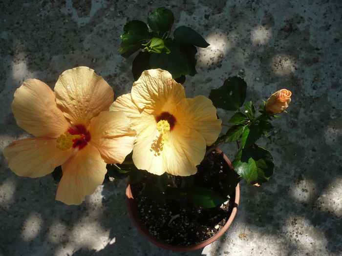 P1230863