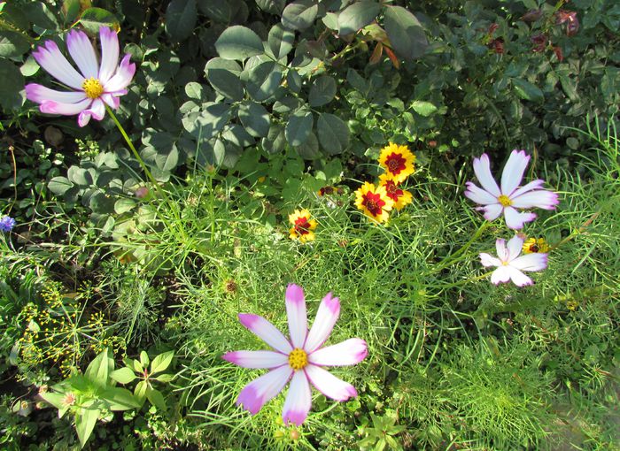 cosmos