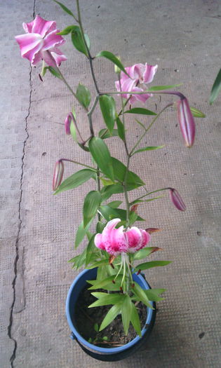 IMG_20150825_190439[1] - crini de gradina