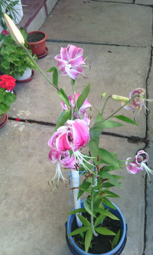 IMG_20150829_121137[1] - crini de gradina