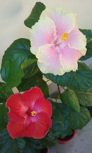 20150903_112654 - Hibiscus Moorea Gray Crepe