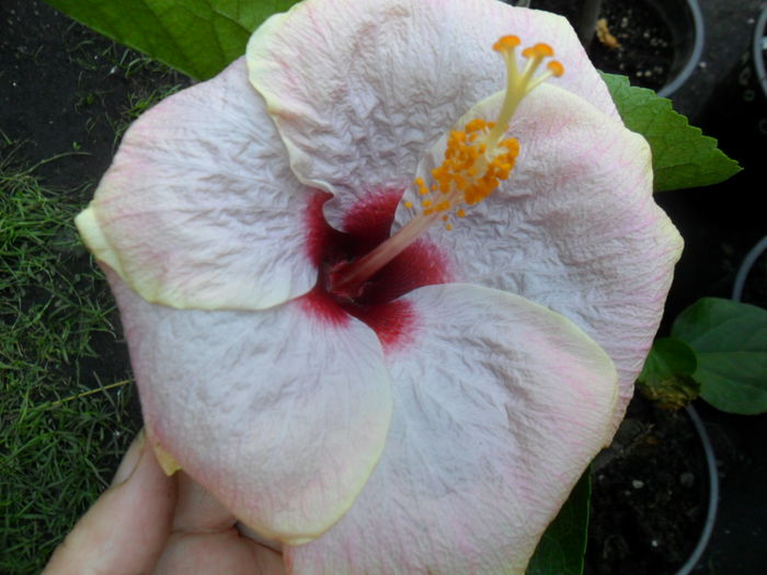 SAM_9438 - hibiscusi 2015-6