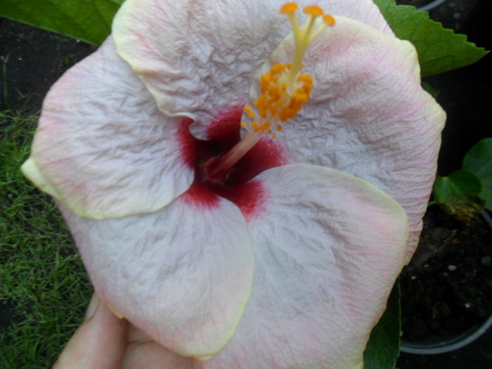 SAM_9440 - hibiscusi 2015-6