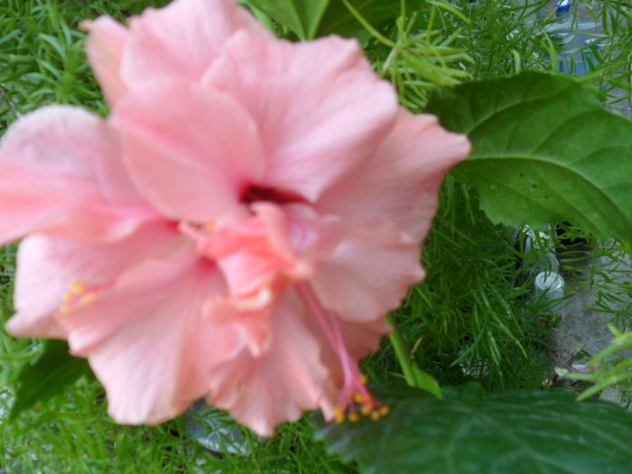 SAM_9451 - hibiscusi 2015-6