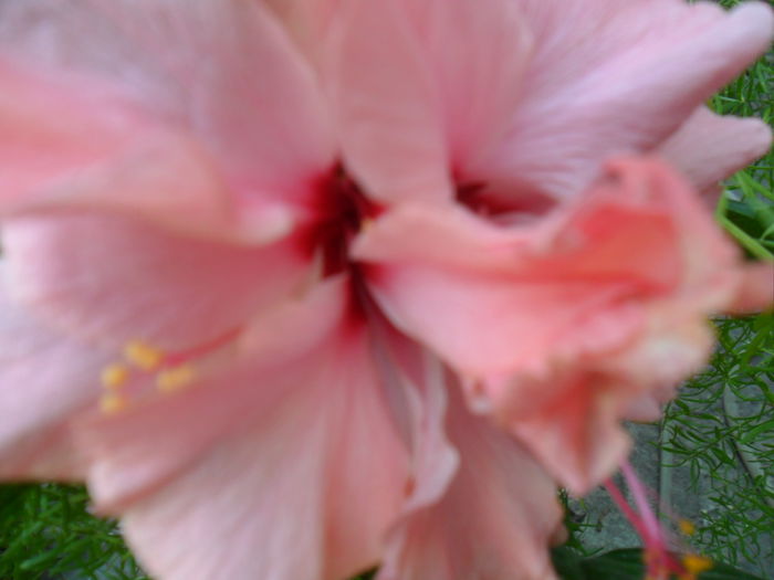 SAM_9452 - hibiscusi 2015-6