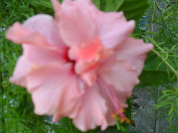 SAM_9453 - hibiscusi 2015-6