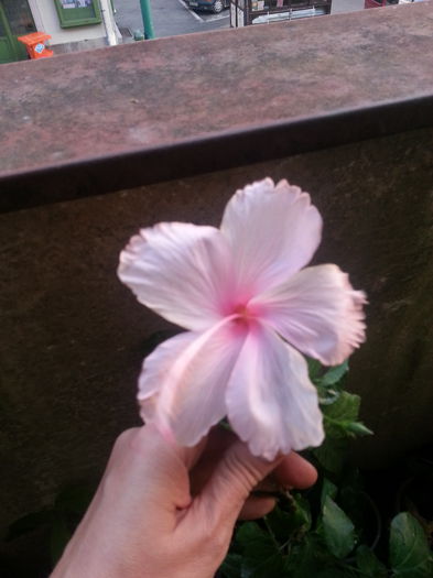 20150902_115107 - dainty pink