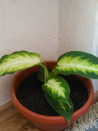 Dieffenbachia Camilla 29.08.2015