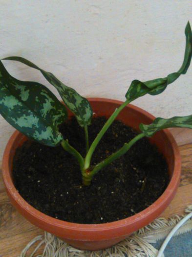 Aglaonema Emerald Beauty-28.08.2015