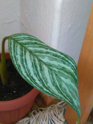 Aglaonema nitidum Curtisii-29.08.2015 - Aglaonema nitidum Curtisii-auricam