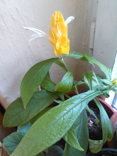 Pachystachys 18.08.2015