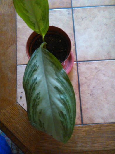 Aglaonema commutatum- 24.08.2015