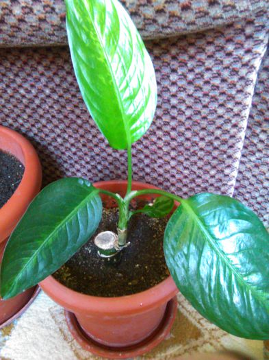 aglaonema 29.08.2015 - GENUL aglaonema