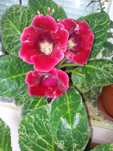 Gloxinia2 - Gloxinii