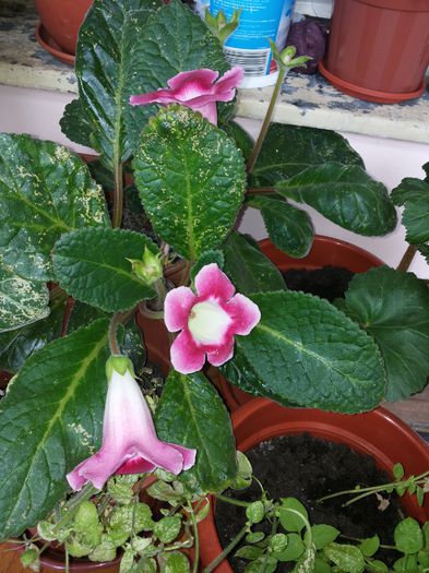 Gloxinia3