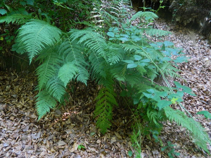 DSCN4704 - 2015_MARCA_1