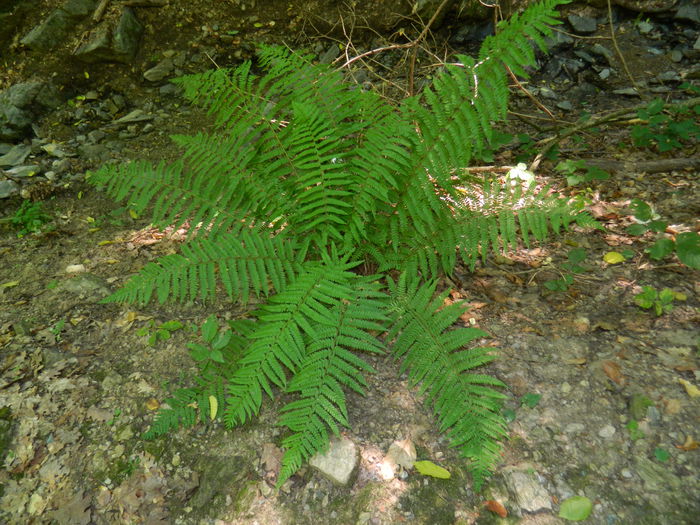 DSCN4724 - 2015_MARCA_1