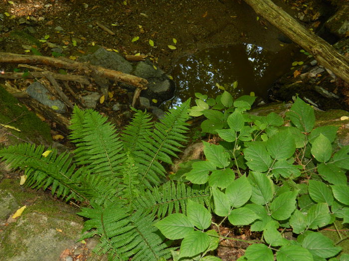 DSCN4726 - 2015_MARCA_1