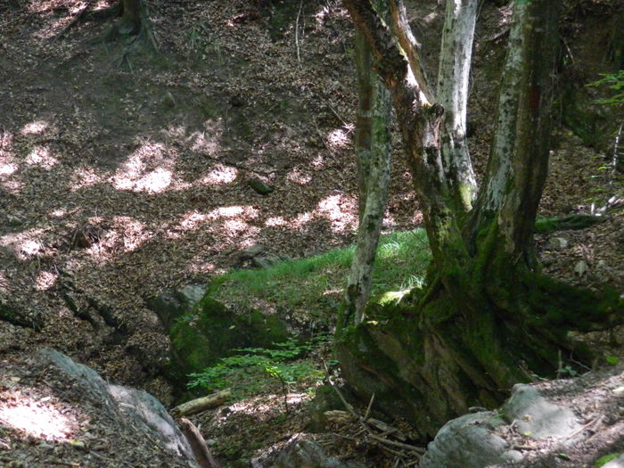 DSCN4731 - 2015_MARCA_1