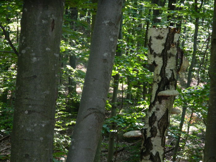 DSCN4739 - 2015_MARCA_1