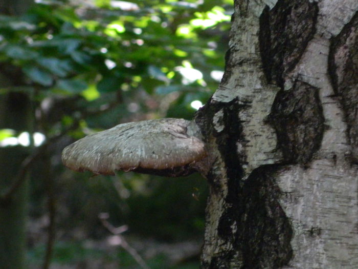 DSCN4740 - 2015_MARCA_1
