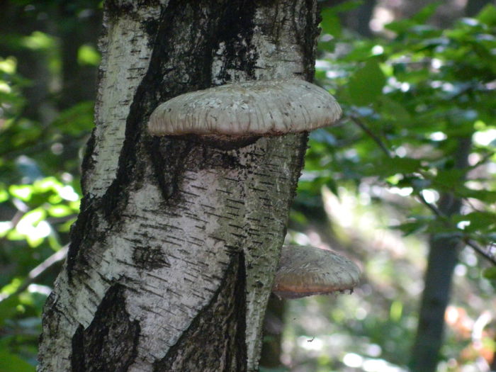 DSCN4741 - 2015_MARCA_1