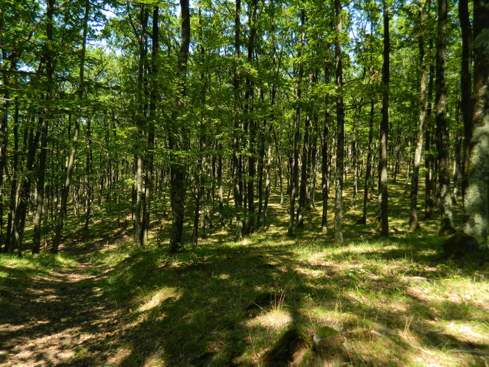 DSCN4743 - 2015_MARCA_1