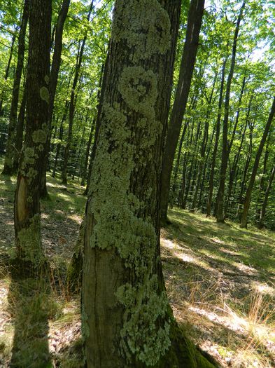 DSCN4744 - 2015_MARCA_1