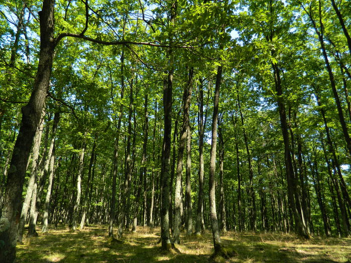 DSCN4745 - 2015_MARCA_1