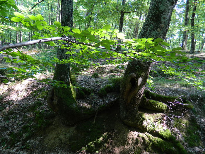 DSCN4748 - 2015_MARCA_1