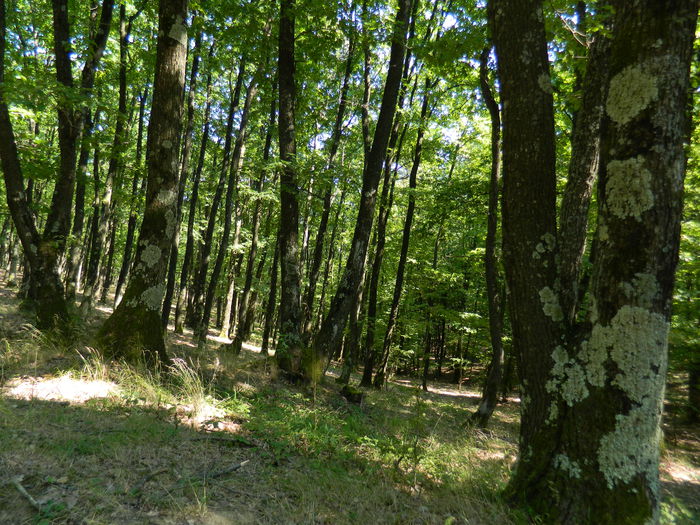 DSCN4755 - 2015_MARCA_1