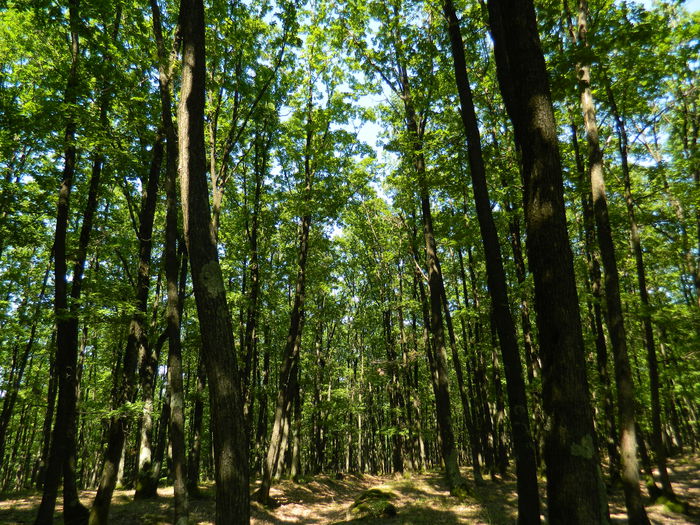 DSCN4764 - 2015_MARCA_1