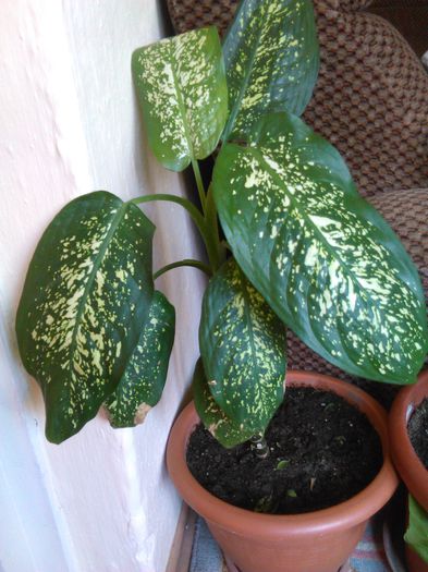 dieffenbachia picta 29.08.2015 - d Difenbachia picta