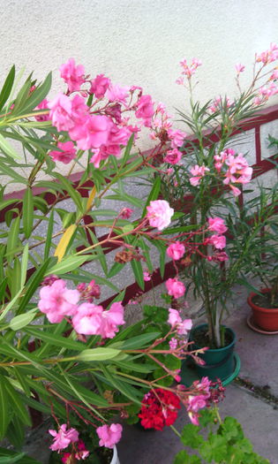 IMG_20150903_181502[1] - LEANDRII