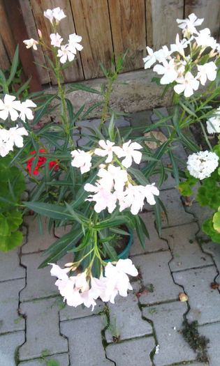 IMG_20150903_181742[1] - LEANDRII