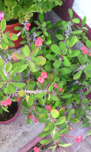 IMG_20150903_181541[1] - Genul Euphorbia