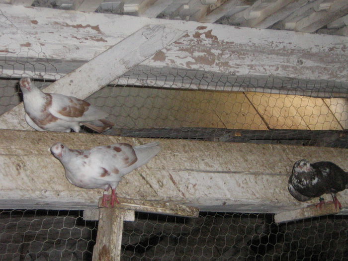 IMG_0447 - ROLLERI de BIRMINGHAM