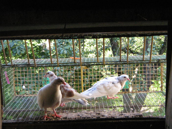 IMG_0448 - ROLLERI de BIRMINGHAM