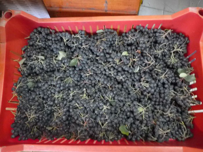 Aronia fructe arbustul 1 a avut 5 kg anul asta fata de 2,3 kg in 2014