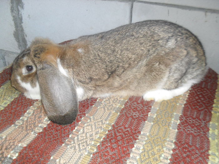 SDC13596 - BBBB-Berbec Urias Agouti mantulat